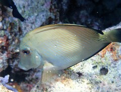 Ctenochaetus striatus