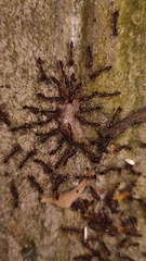 Odontomachus rixosus