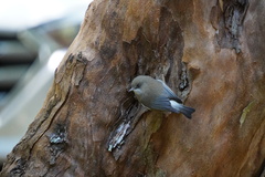 Zosterops borbonicus