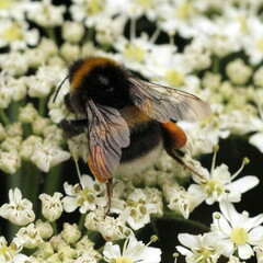 Bombus