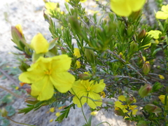 Hibbertia riparia