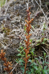 Orobanchaceae