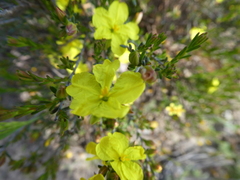 Hibbertia riparia