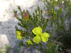 Hibbertia riparia
