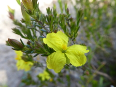 Hibbertia riparia
