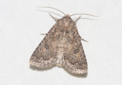 Protorthodes alfkenii