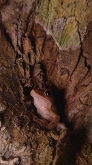 Polypedates megacephalus