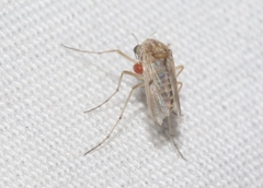 Trombidiformes
