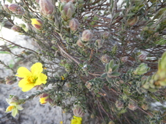 Hibbertia sericea