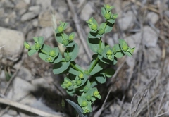 Euphorbia spathulata