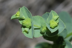 Euphorbia spathulata