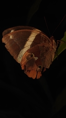 Thauria lathyi