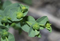 Euphorbia spathulata