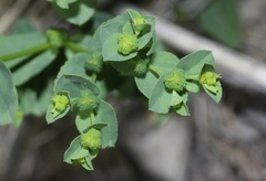Euphorbia spathulata