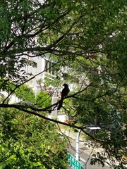 Dendrocitta formosae