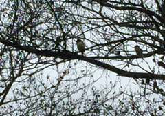 Todiramphus sanctus vagans