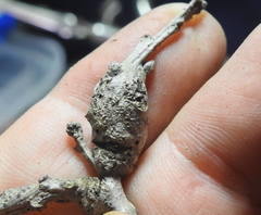 Neuroterus varians