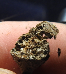 Neuroterus varians