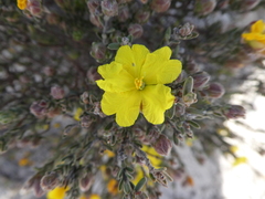 Hibbertia sericea