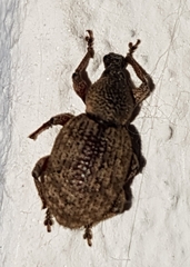 Otiorhynchus singularis