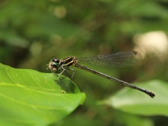 Onychargia atrocyana