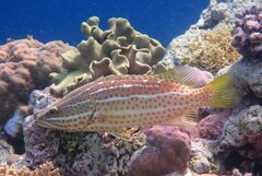 Anyperodon leucogrammicus