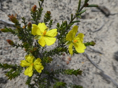 Hibbertia riparia