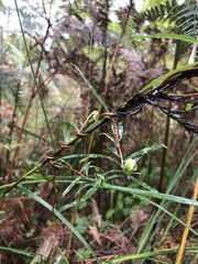 Billardiera mutabilis