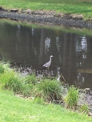 Egretta novaehollandiae novaehollandiae
