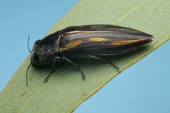 Melobasis cupreovittata