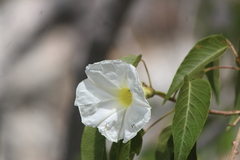 Ipomoea intrapilosa