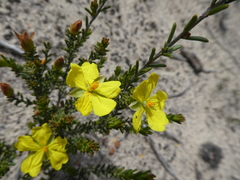 Hibbertia riparia