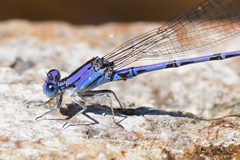 Argia extranea