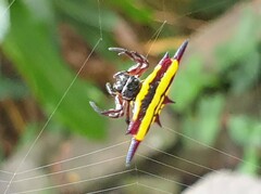 Gasteracantha fornicata