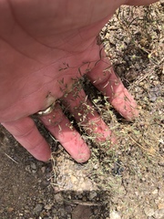 Euphorbia gracillima