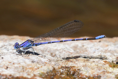 Argia extranea