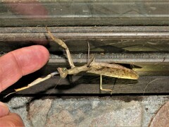 Polyspilota aeruginosa