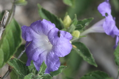 Acmaeodera setosa