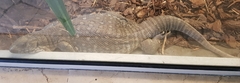 Varanus exanthematicus