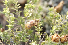 Pteronia hutchinsoniana