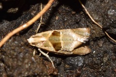 Tortricoidea