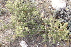Pteronia hutchinsoniana