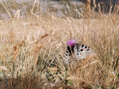 Parnassius apollo