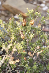 Pteronia hutchinsoniana