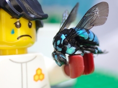 Thyreus nitidulus nitidulus