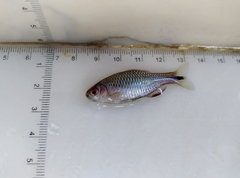 Paratanakia himantegus