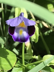 Torenia fournieri