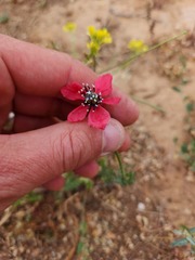 Papaver hybridum
