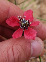 Papaver hybridum