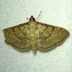 Herpetogramma theseusalis